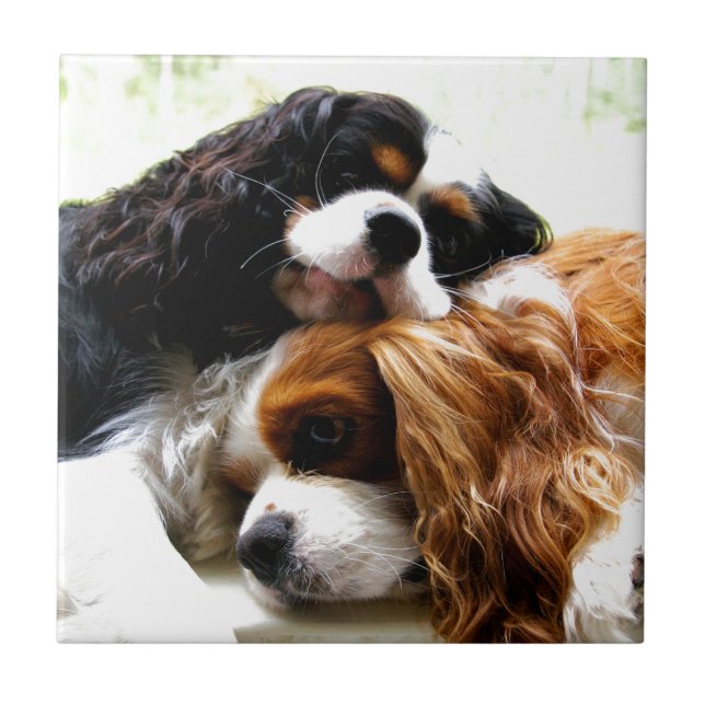 Brothers Cavaliers Tile (Front)