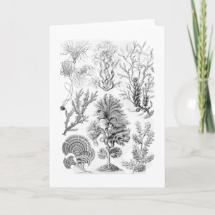 Brown Algae Card