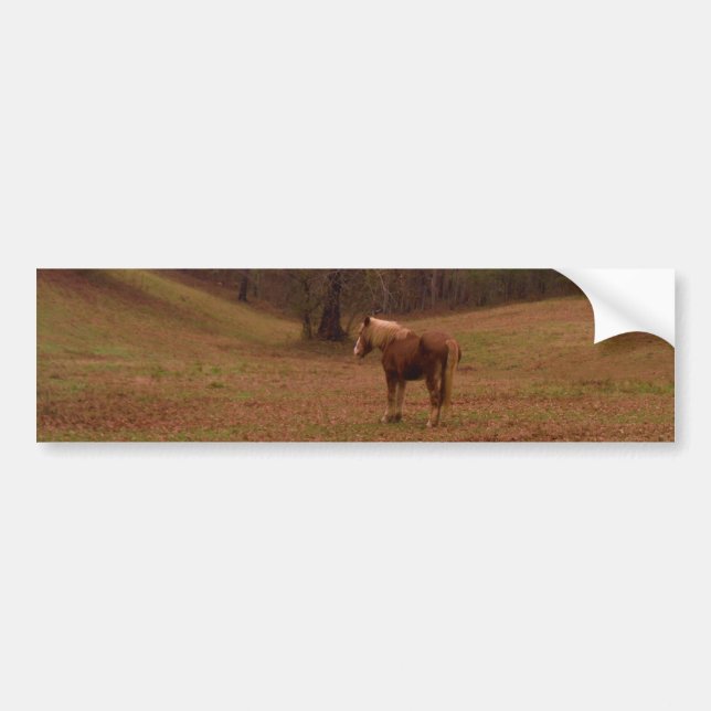 Brown and Blonde Horse in a field Bumper Sticker (Front)