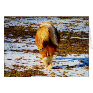 Brown and cream miniature horse in the snow.