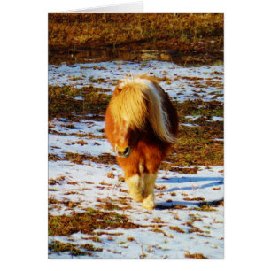 Brown and cream miniature horse in the snow.