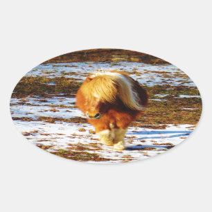 Brown and cream miniature horse in the snow. oval sticker