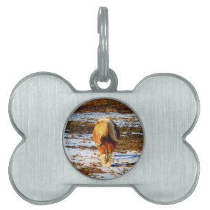 Brown and cream miniature horse in the snow. pet tag
