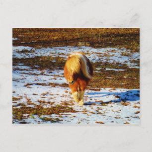 Brown and cream miniature horse in the snow. postcard