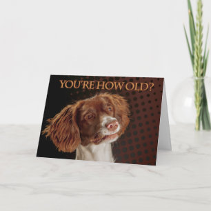 Brown And Cream Springer Spaniel, You're how old? Card
