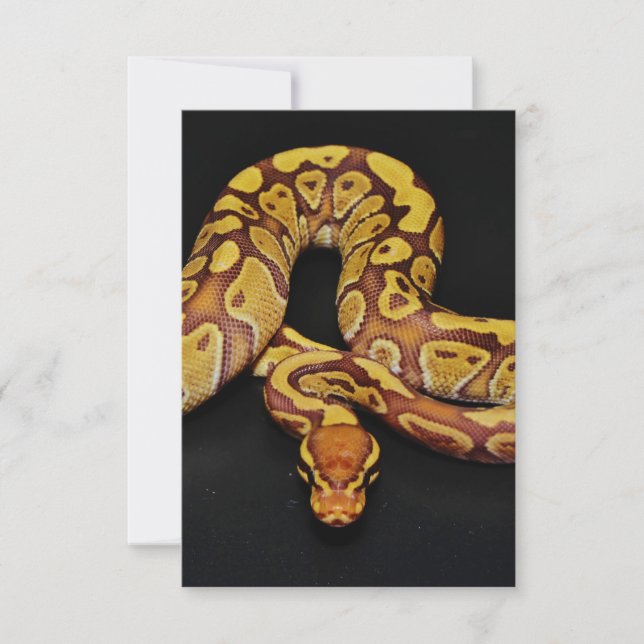 Brown and Gold Ball Python (Front)