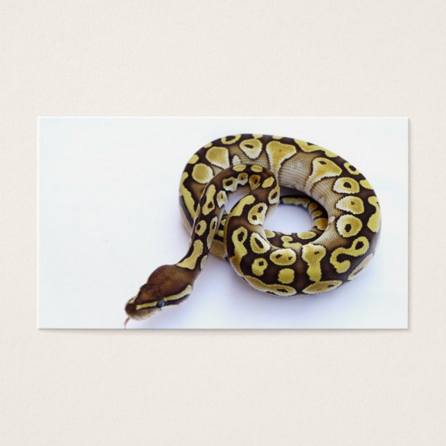 Brown and Gold Ball Python 2 (Front)
