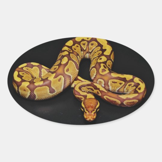 Brown and Gold Ball Python Oval Sticker