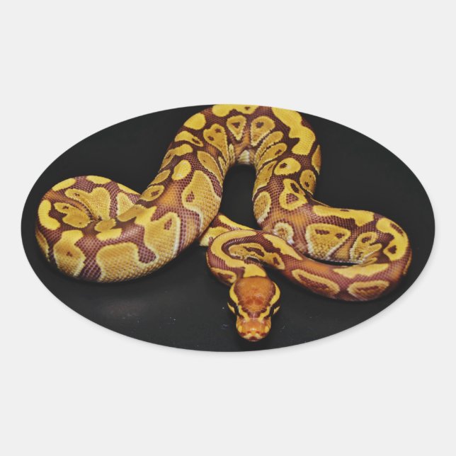 Brown and Gold Ball Python Oval Sticker (Front)