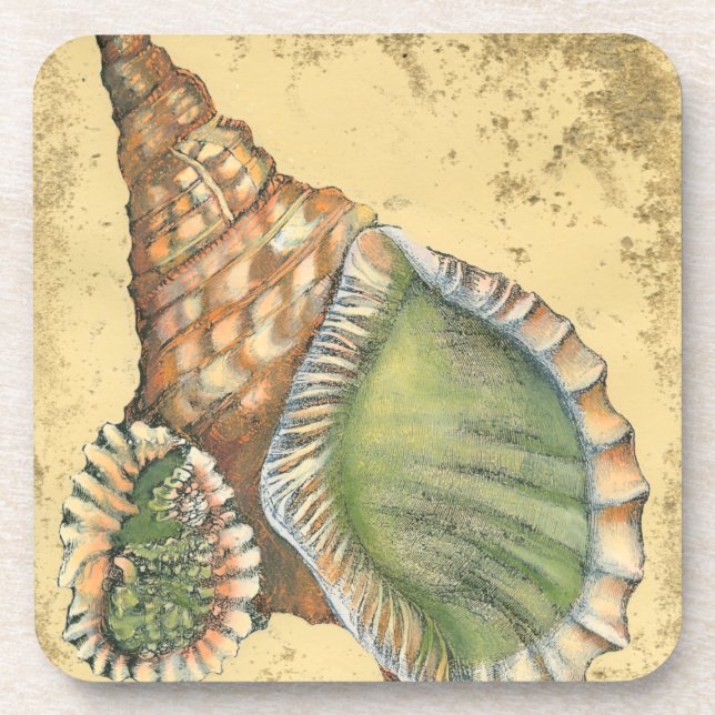 Brown and Green Seashell Coaster (Front)