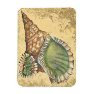 Brown and Green Seashell Magnet
