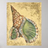 Brown and Green Seashell