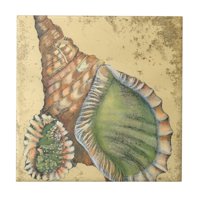 Brown and Green Seashell Tile (Front)
