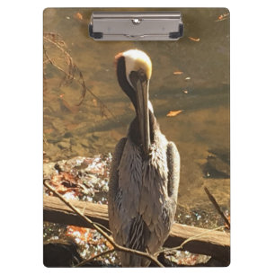 Brown and Grey bird with long beak Clipboard