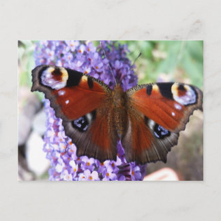 Brown and purple butterfly purple flowers postcard