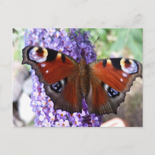 Brown and purple butterfly purple flowers postcard (Front)