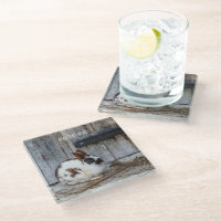 Brown and White Bunny  Rabbit on the Farm