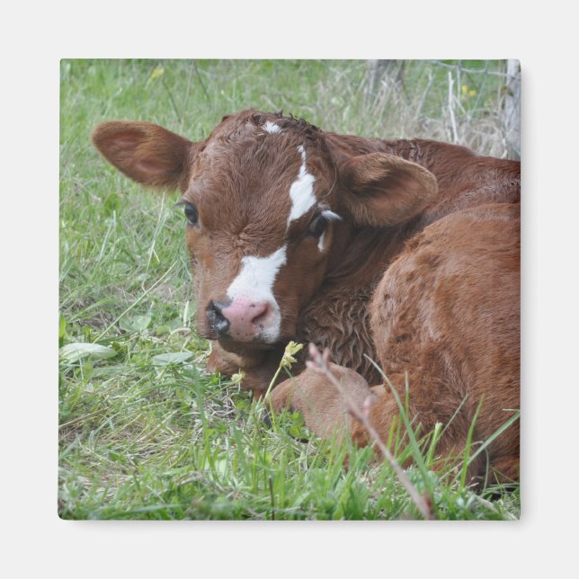 brown and white calf magnet (Front)