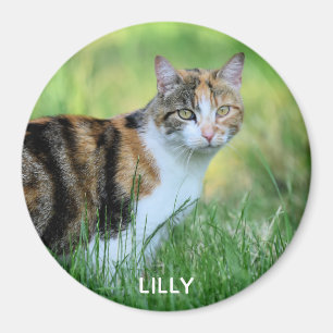 Brown and white cat magnet