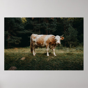 BROWN AND WHITE CHAINED COW POSTER