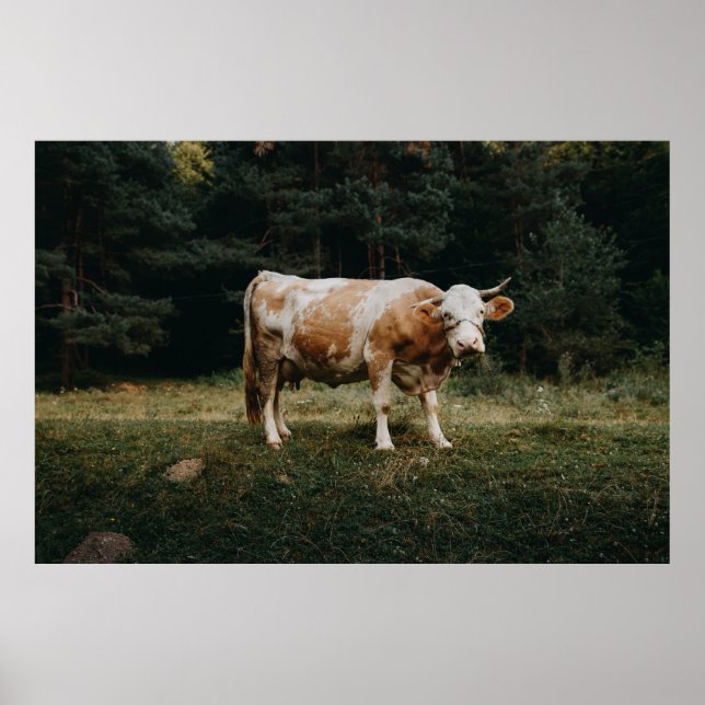 BROWN AND WHITE CHAINED COW POSTER (Front)