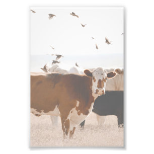 Brown And White Cow Fluttering Birds Country  Photo Print