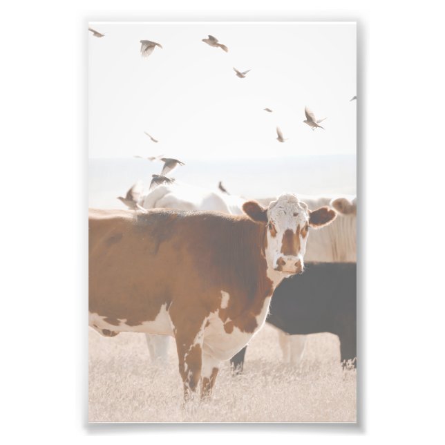 Brown And White Cow Fluttering Birds Country  Photo Print (Front)