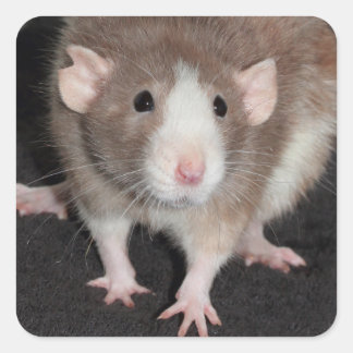 Brown and White Fancy Rat Sticker