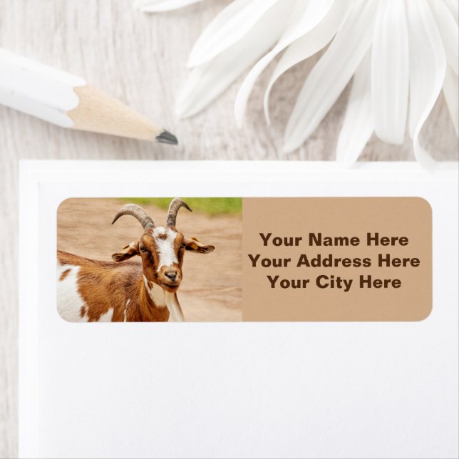 Brown and White Goat (Insitu)