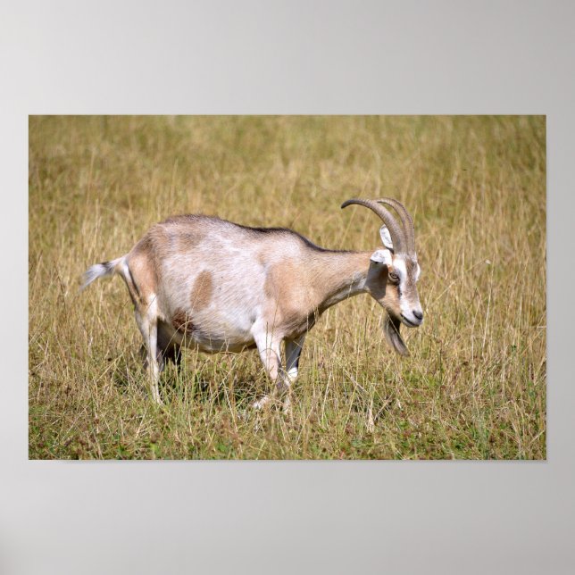 Brown and white goat in grass poster (Front)