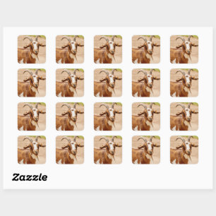 Brown and White Goat  Square Sticker