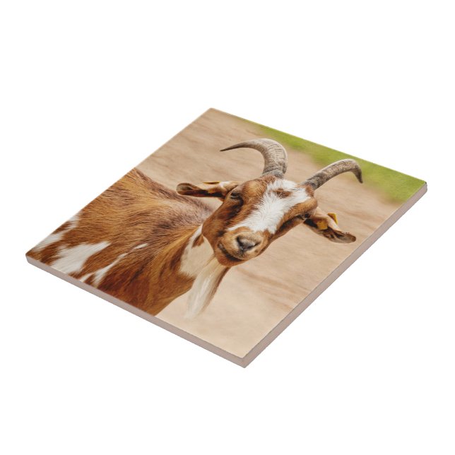 Brown and White Goat Tile (Side)