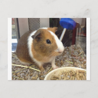 Brown and white guinnie pig postcard