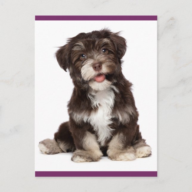 Brown and White Havanese Puppy Dog Postcard (Front)