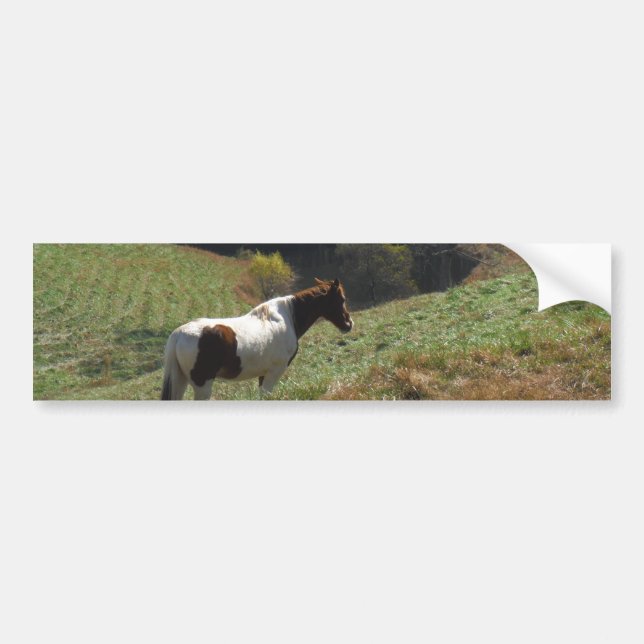 Brown and white horse at autumn pond bumper sticker (Front)