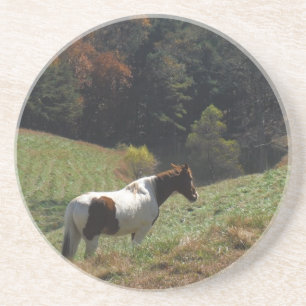 Brown and white horse at autumn pond coaster