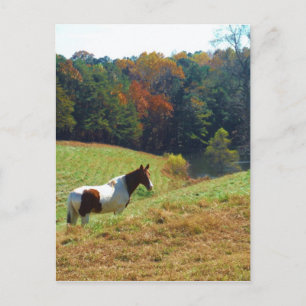 Brown and white horse by autumn trees postcard