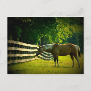 brown and white horse grazing postcard