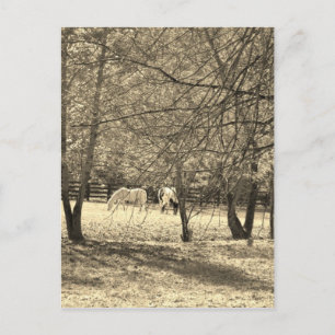 Brown and white Horsess in tree. Sepia Tone Postcard