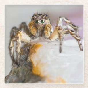 Brown and White Jumping Spider on White Rock Glass Coaster
