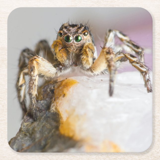 Brown and White Jumping Spider on White Rock Square Paper Coaster (Front)