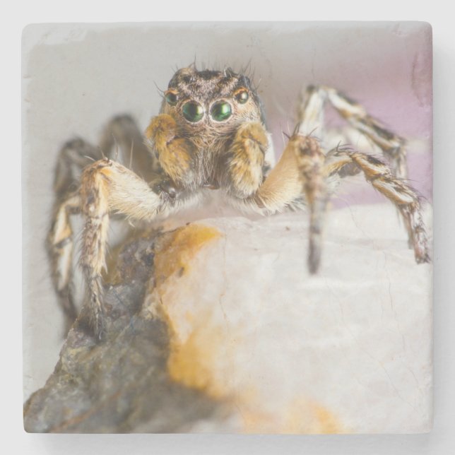 Brown and White Jumping Spider on White Rock Stone Coaster (Front)