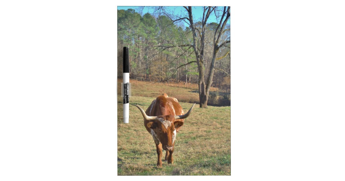 Brown and White Longhorn Bull Blue Sky Dry Erase Board Zazzle