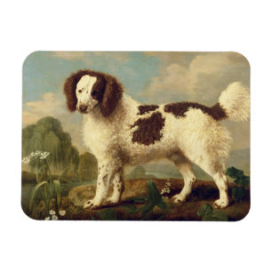 Brown and White Norfolk or Water Spaniel, 1778 (oi Magnet