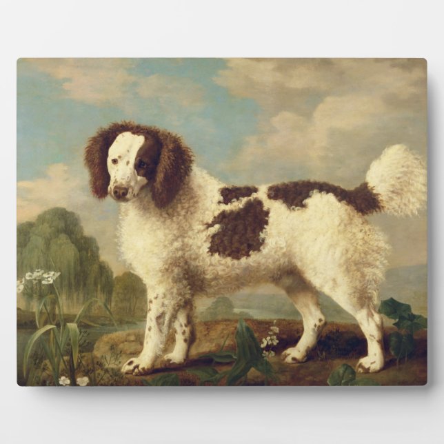 Brown and White Norfolk or Water Spaniel, 1778 (oi Plaque (Front)