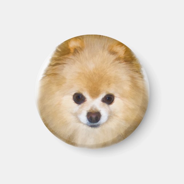 Brown and White Pomeranian Dog Magnet (Front)