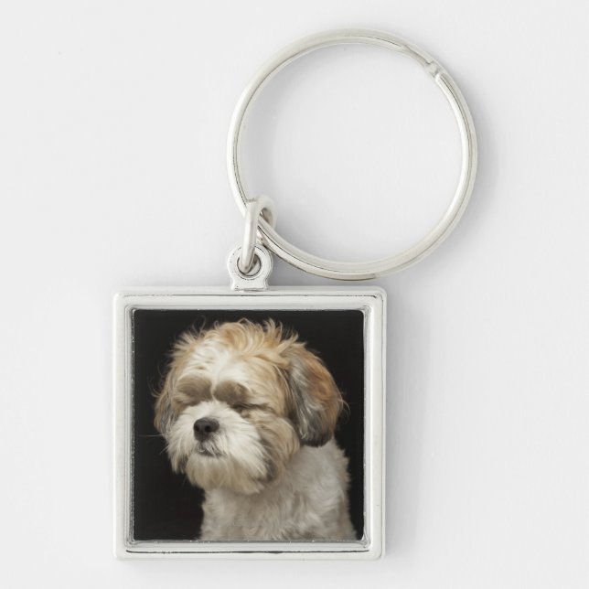 Brown and white Shih Tzu with eyes closed Key Ring (Front)