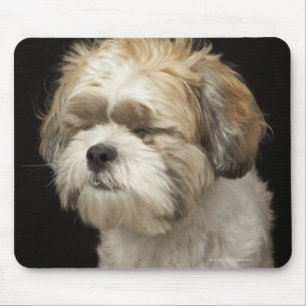 Brown and white Shih Tzu with eyes closed Mouse Mat