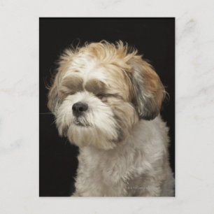 Brown and white Shih Tzu with eyes closed Postcard