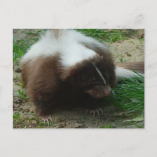 Brown and White Skunk Postcard